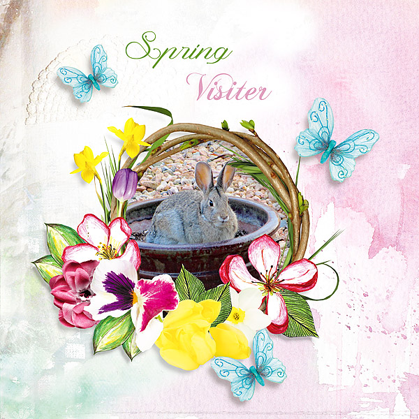 Spring Visiter