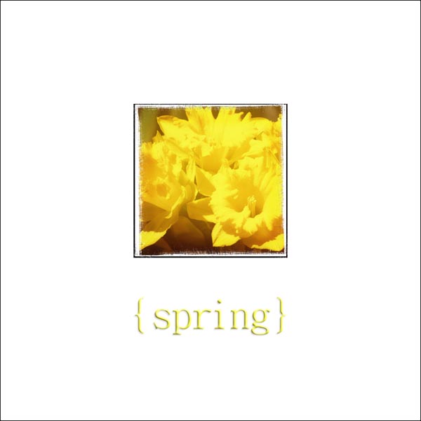 Spring_Daffodils