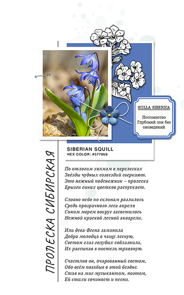 Squill syberian