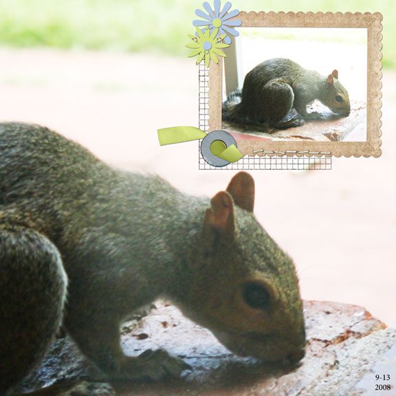 Squirrel