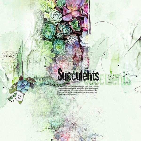 Succulents