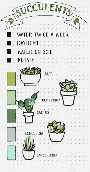 succulents