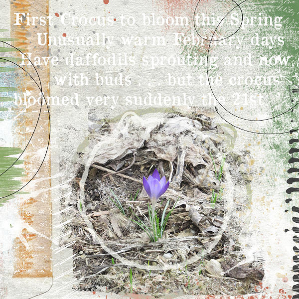 Sudden Spring