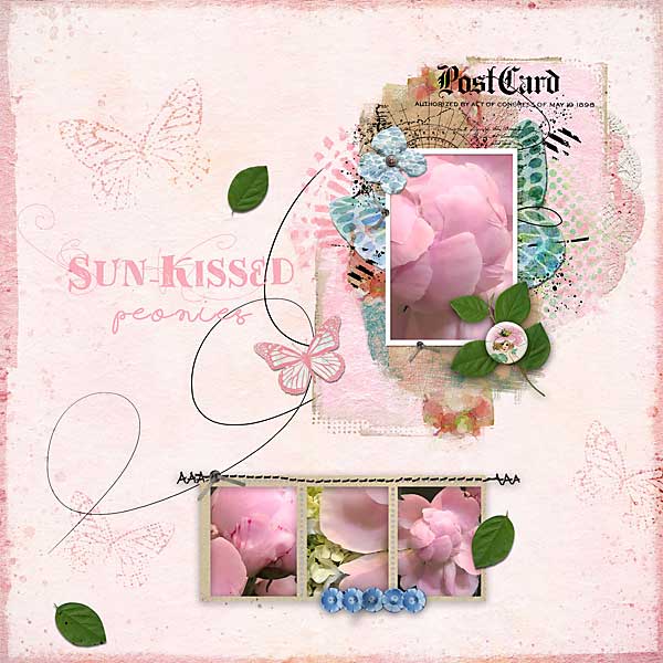 Sun Kissed Peonies