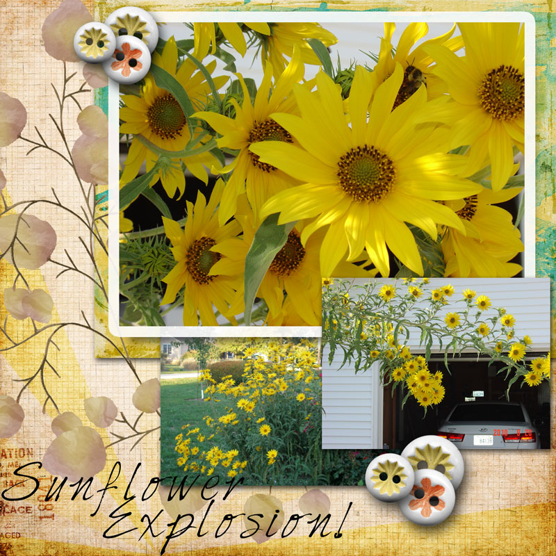 Sunflower Explosion