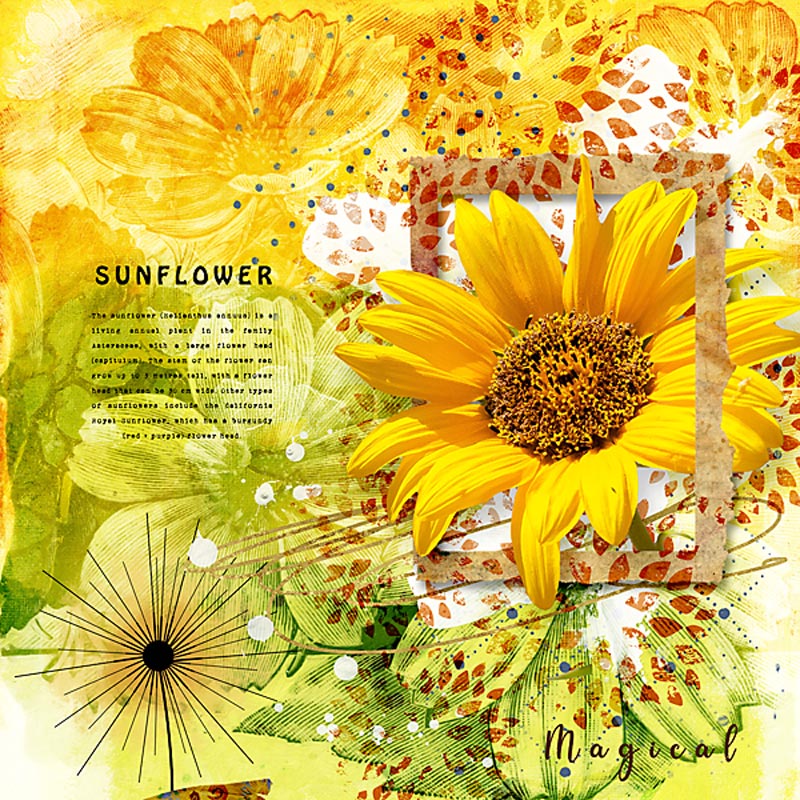 Sunflower