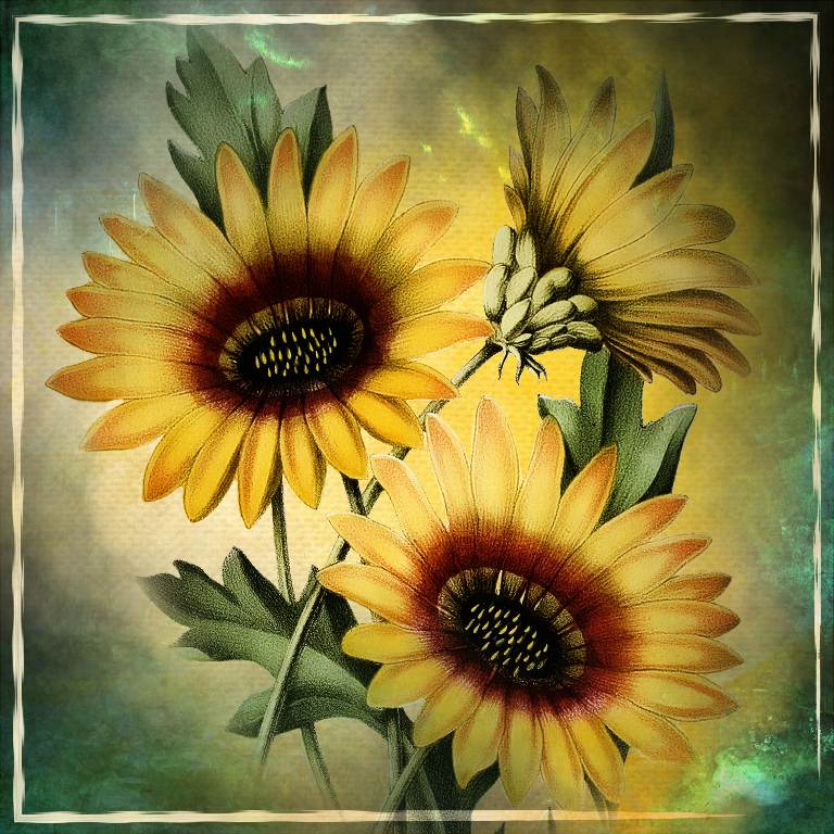 Sunflowers