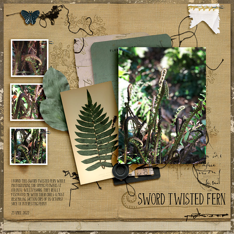 Sword Twisted Fern