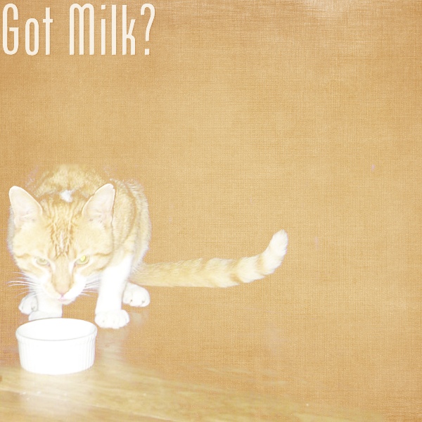 Taylor Made ~ Got Milk?