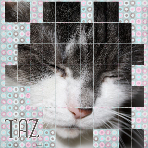 Taz