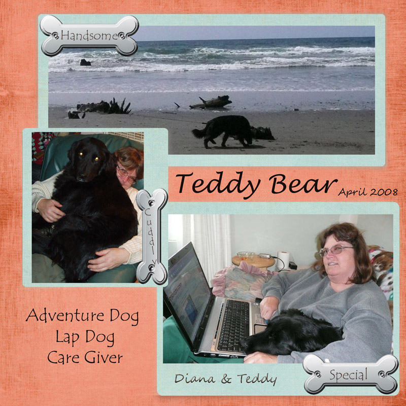 Teddy Bear's Many Personalities