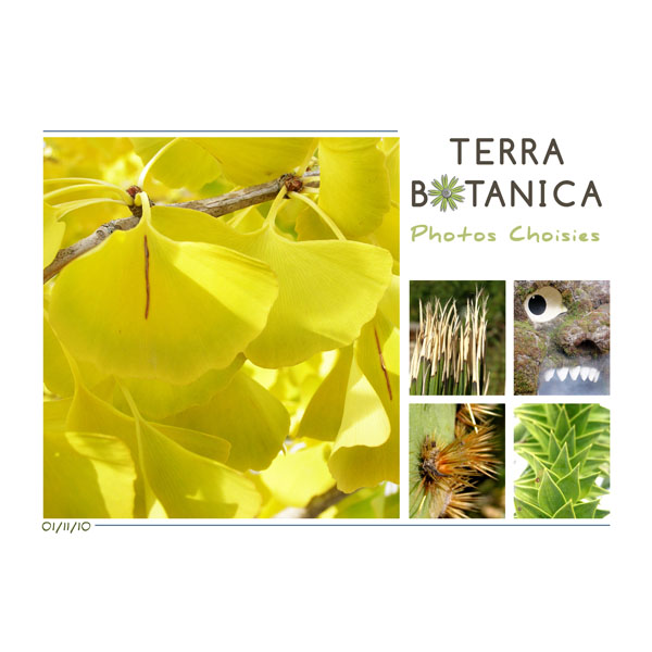 terra botanica