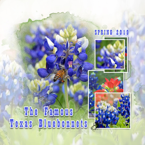 Texas Bluebonnets