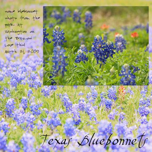 texas bluebonnets