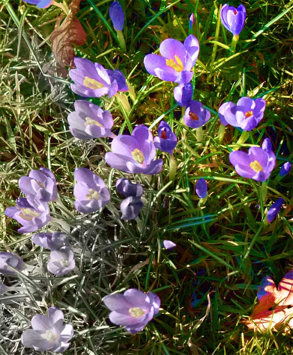 textured crocus