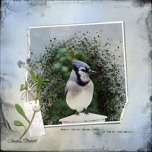 Texturized Bluejay