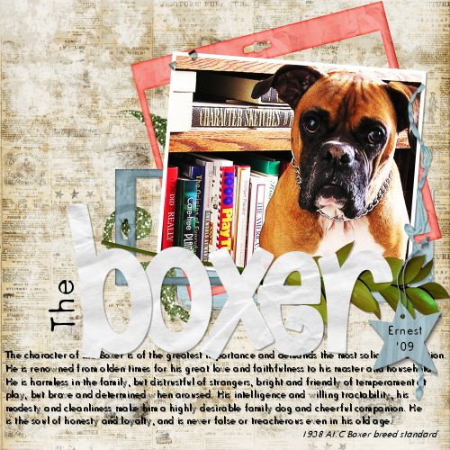 The Boxer
