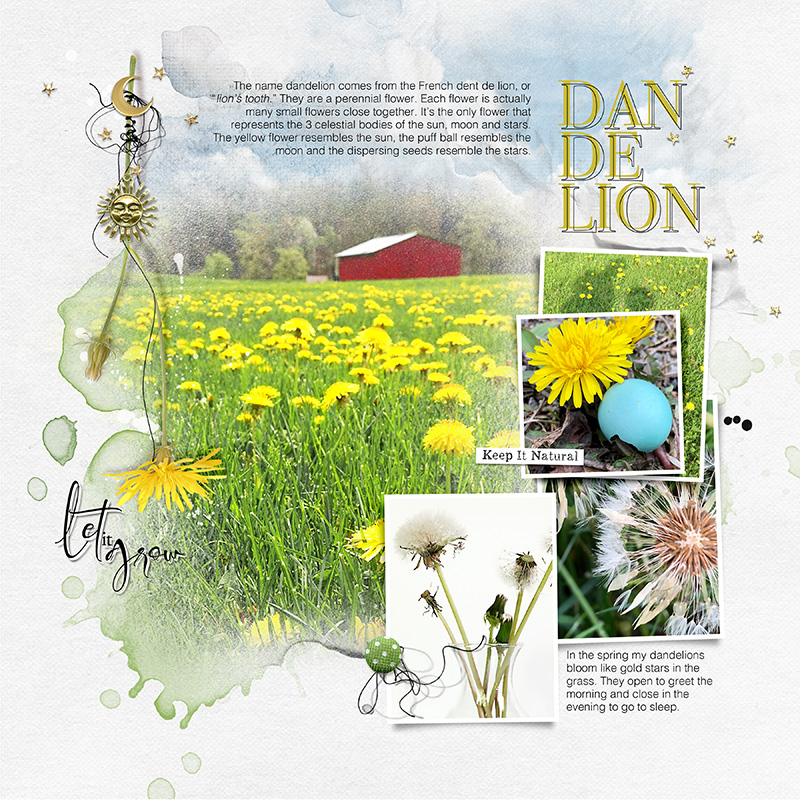 The Dandelion