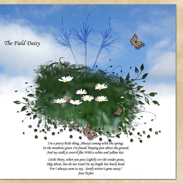 The field daisy