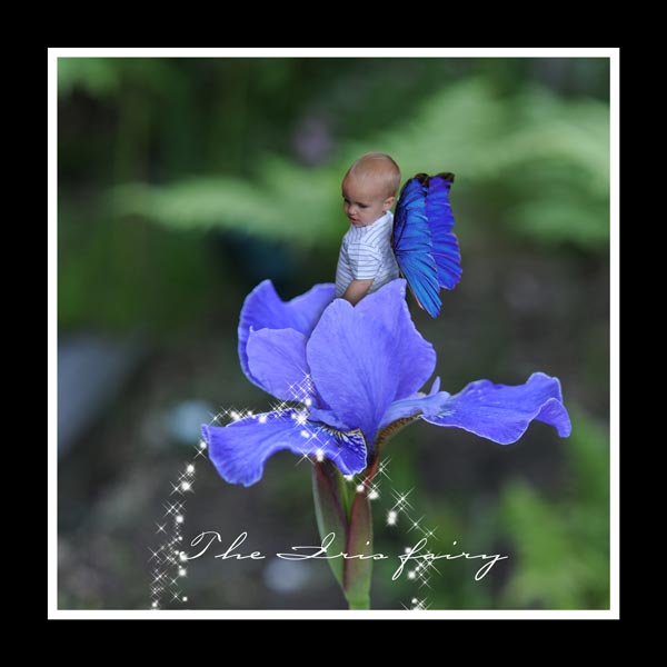 The iris fairy