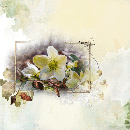 The Lenten Roses/Anna lift chall