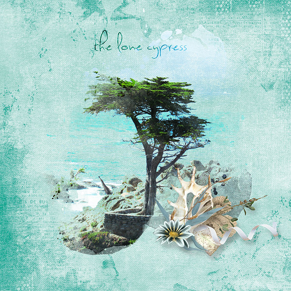 the lone cypress