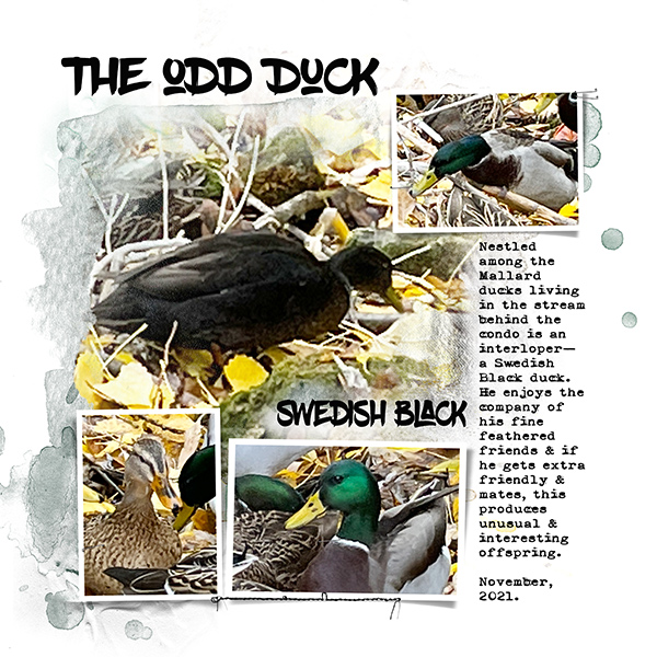 The Odd Duck.jpg