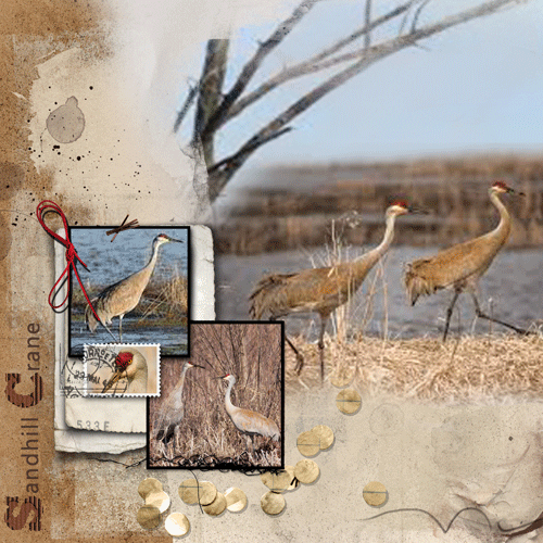 The Sandhill Crane