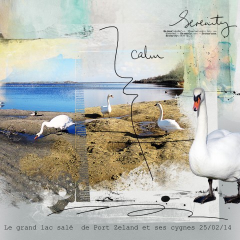 The swans of Port Zeland