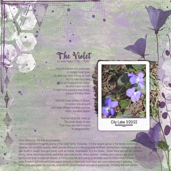 The Violet