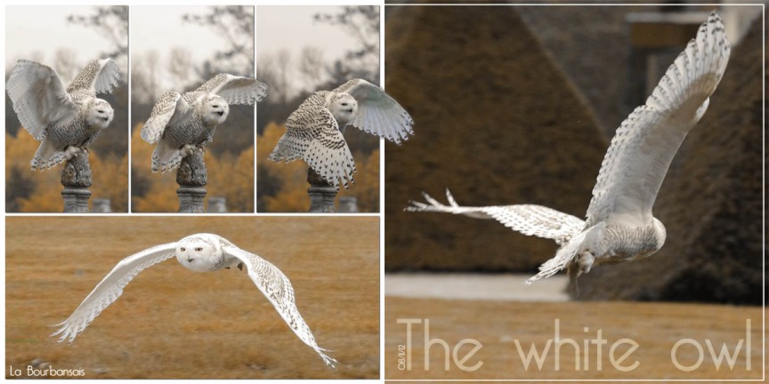 The white owl