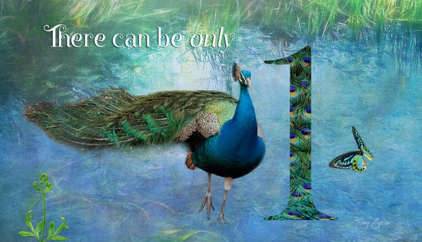 There Can Be Only One--The Peacock Strut