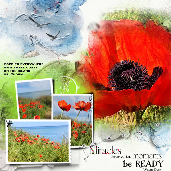 Time for tender poppies