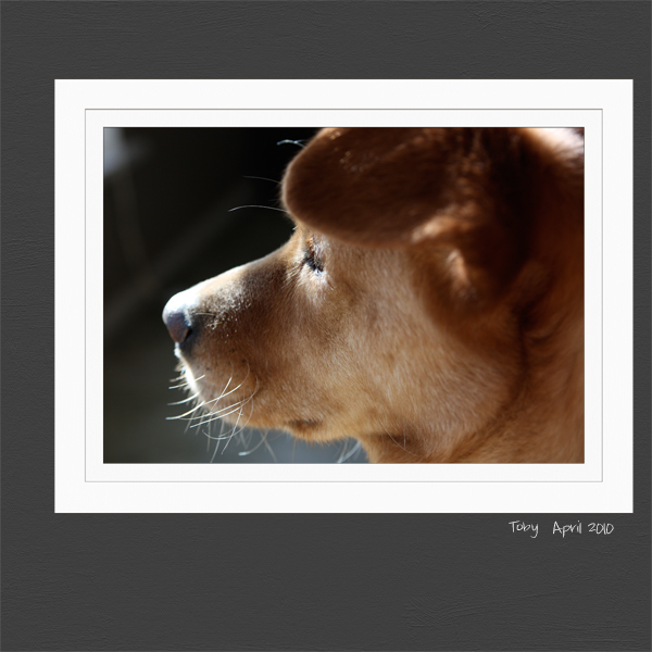 Toby 2010