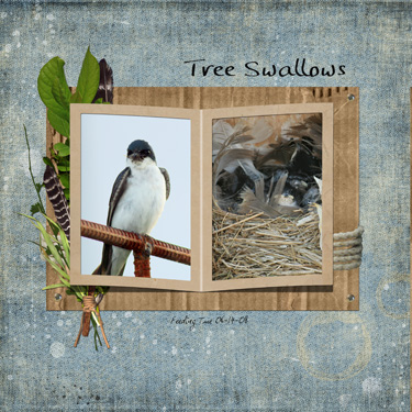 Tree Swallows