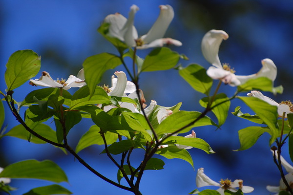 treetop