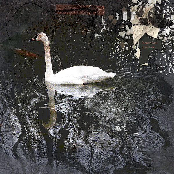 Trumpeter Swan - creative techniques