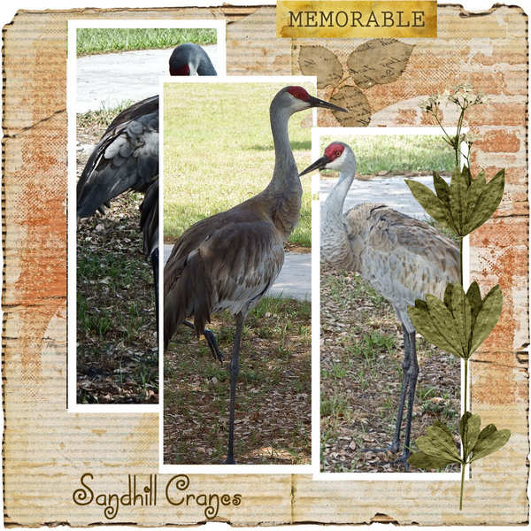 Tryptich: Sandhill Cranes