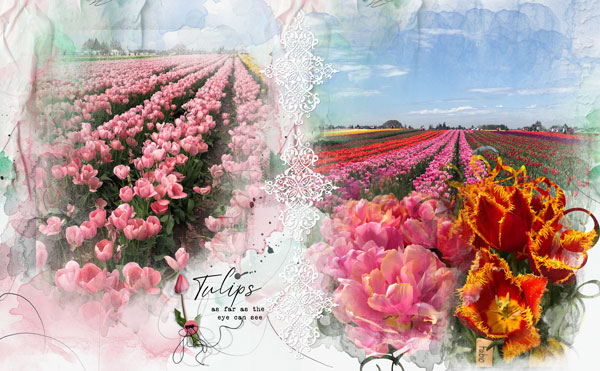 Tulip Farm 2