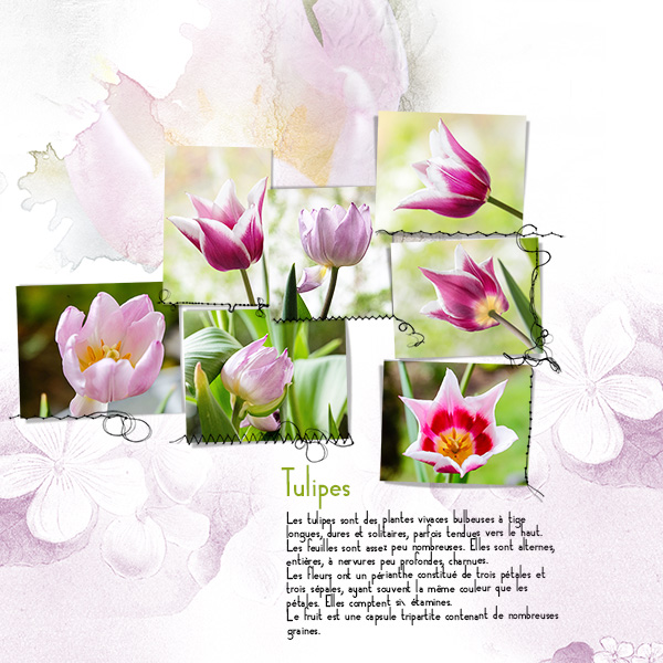 Tulipes - AnnaLift 4/14/18 - 4/20/18