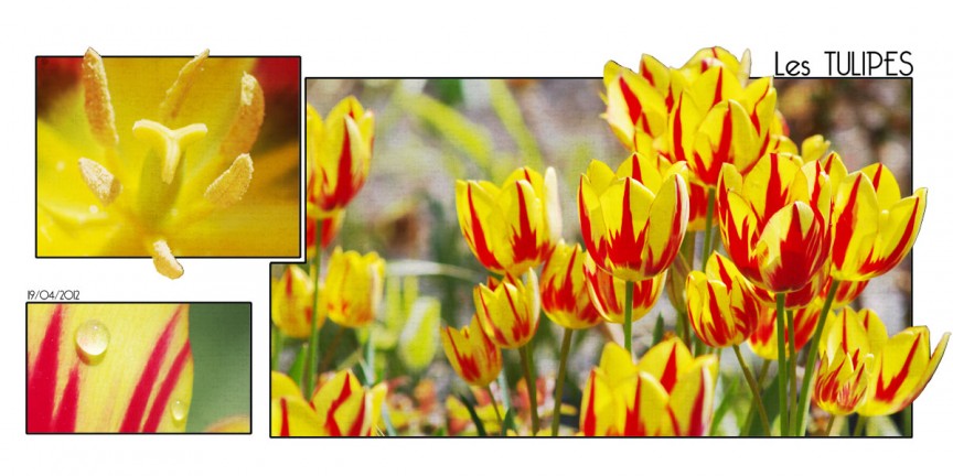 Tulipes