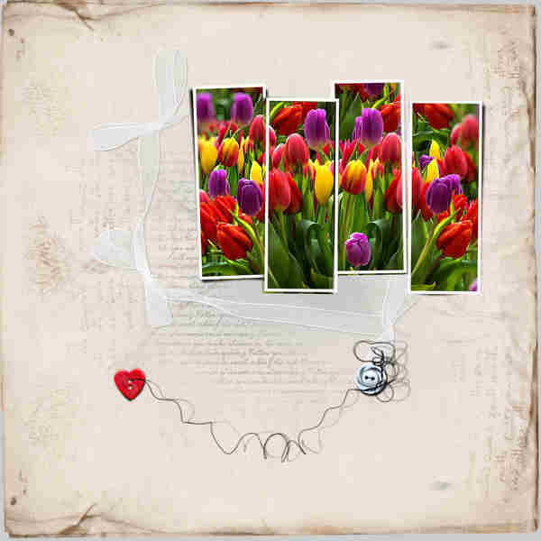 Tulips for my Valentine