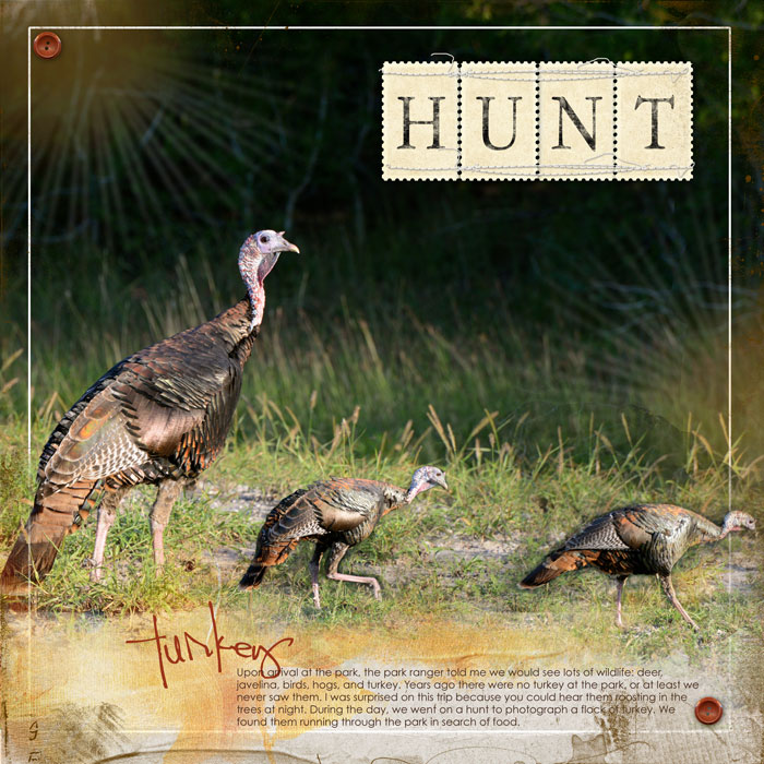 Turkey Hunt