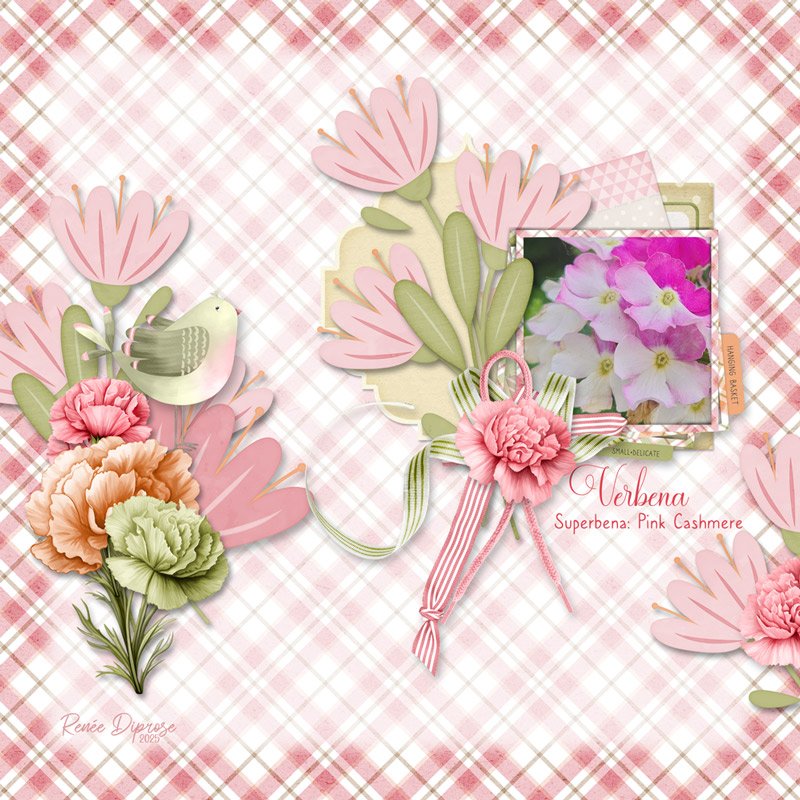 Verbena