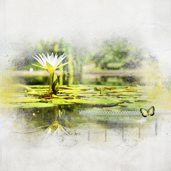 Water Lily