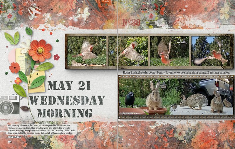 Wednesday Morning