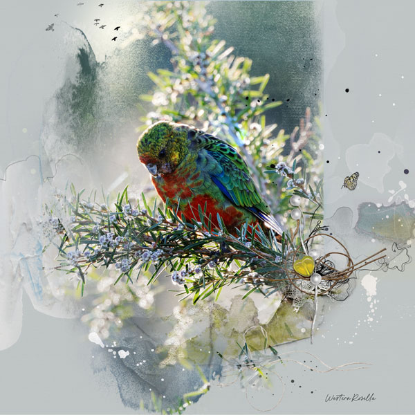 Western-Rosella-copyweb.jpg