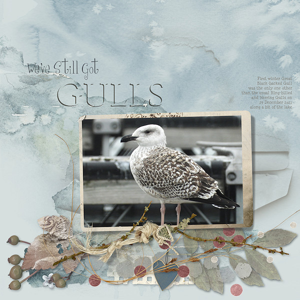 We've Still Got Gulls