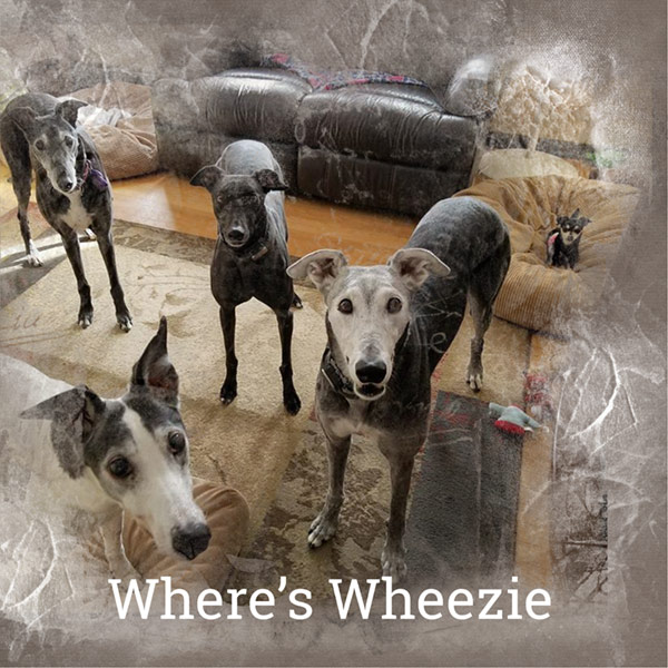 Where's Wheezie