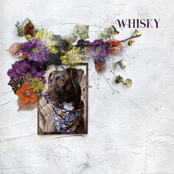 Whisky